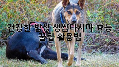 건강한 밥상🌱 생쌈다시마 효능 & 꿀팁 활용법🍯
